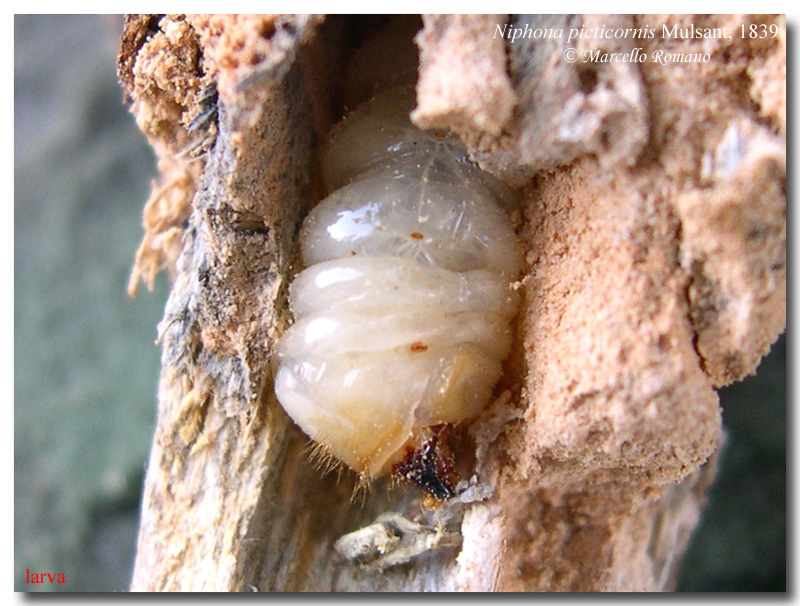  gi tempo di Cerambicidi.....Niphona picticornis